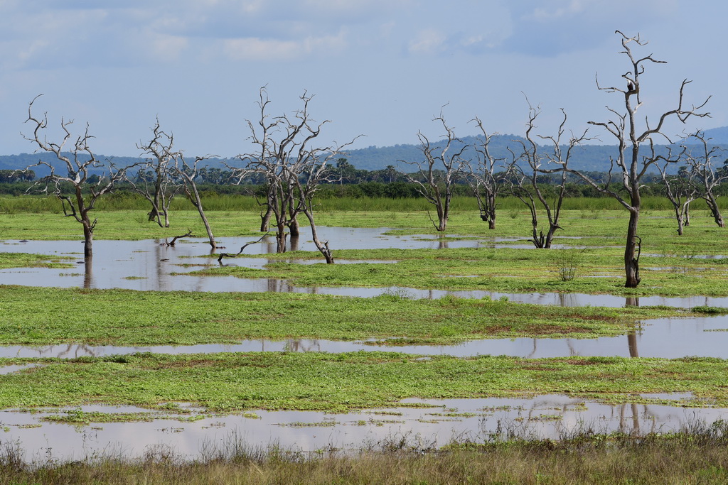 Selous NP